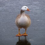 Goose Goose