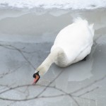 Starving Swan Starving Swan