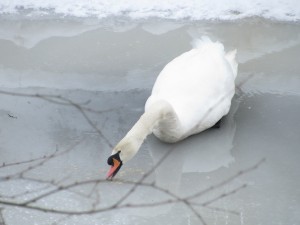 Starving Swan