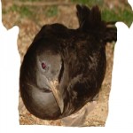Mutton Bird TShirt: John Berry for 936 miles !