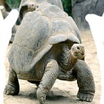 Tortoise TShirt: Lisa Millar for Easing Just Over the 100 !